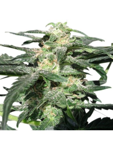 Buy Royal Haze Automatic from Royal Queen Seeds - Oaseeds