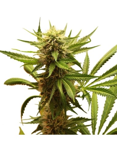Buy Northern Light from Royal Queen Seeds - Oaseeds