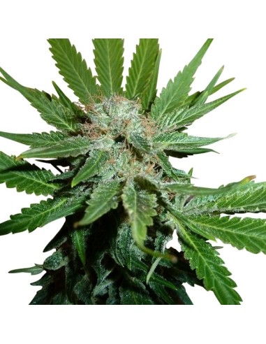 Buy Royal Cheese Automatic from Royal Queen Seeds - Oaseeds