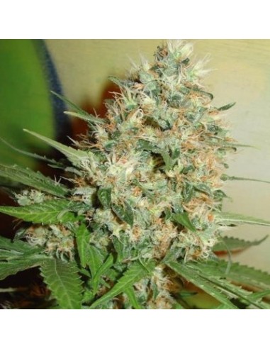 Buy Candy Kush Express (Fast version) from Royal Queen Seeds - Oaseeds