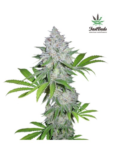 Buy Californian Snow Auto from FastBuds Seeds - Oaseeds