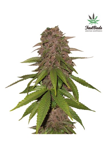 Buy C4 Auto from FastBuds Seeds - Oaseeds