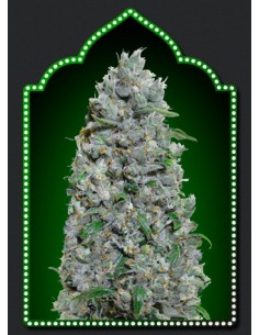 Afghan Mass XXL Auto