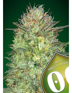 Sweet Critical Auto 2