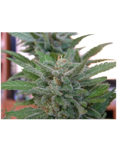 Buy Brooklyn Mango from Dr. Underground Seeds - Oaseeds