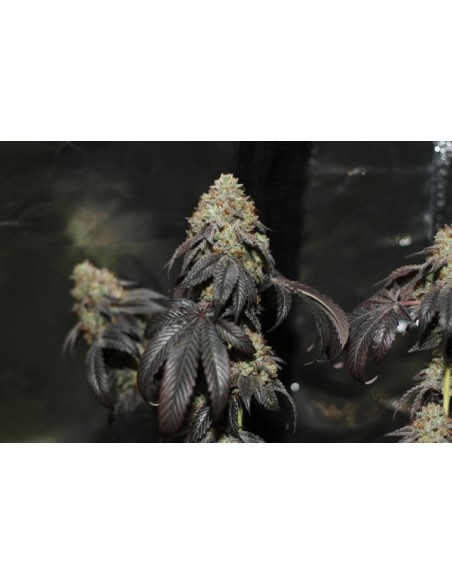 Skullcap (Karma Genetics) Regular Cannabis Seeds | On Sale!