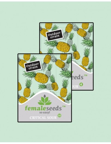 Critical Sour (Female Seeds) Semillas Feminizadas - Oaseeds