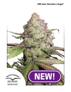 CBD Auto Charlotte’s Angel