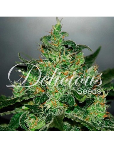 Buy Critical jack herer Auto from Delicious Seeds - Oaseeds
