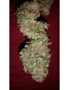 Cream Mandarine Auto 2