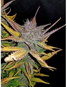 Cream Cookies Auto (FastBuds Seeds) Autoflowering Seeds 2