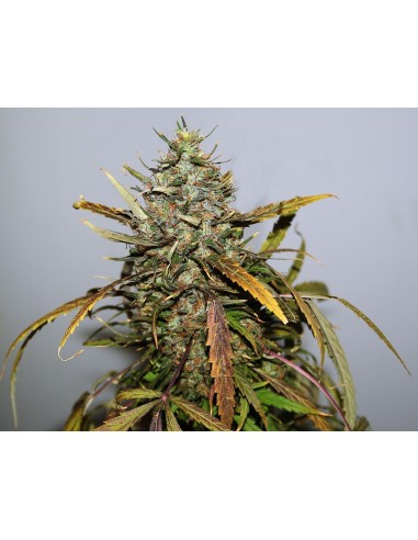Buy Narkush from Seedsman - Oaseeds