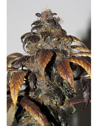Purple Bud (Seedsman) Semillas Regulares | ¡En Oferta!