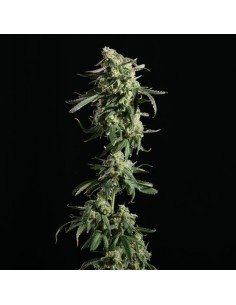 Girl Scout Cookies 2