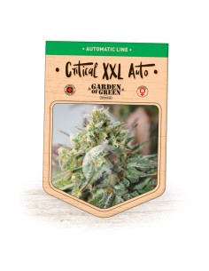 Critical XXL Auto 2