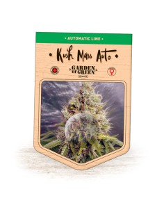 Kush Mass Auto 2