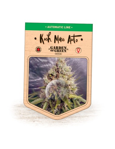 Kush Mass Auto