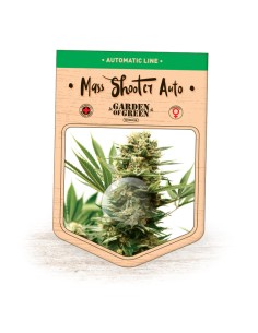 Mass Shooter Auto 2