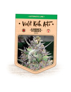 Violet Kush Auto 2