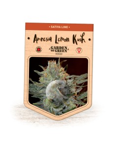 Amnesia Lemon Kush 2