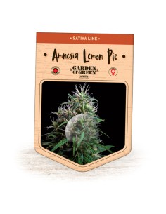 Amnesia Lemon Pie 2