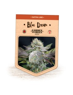 Blue Dream 2