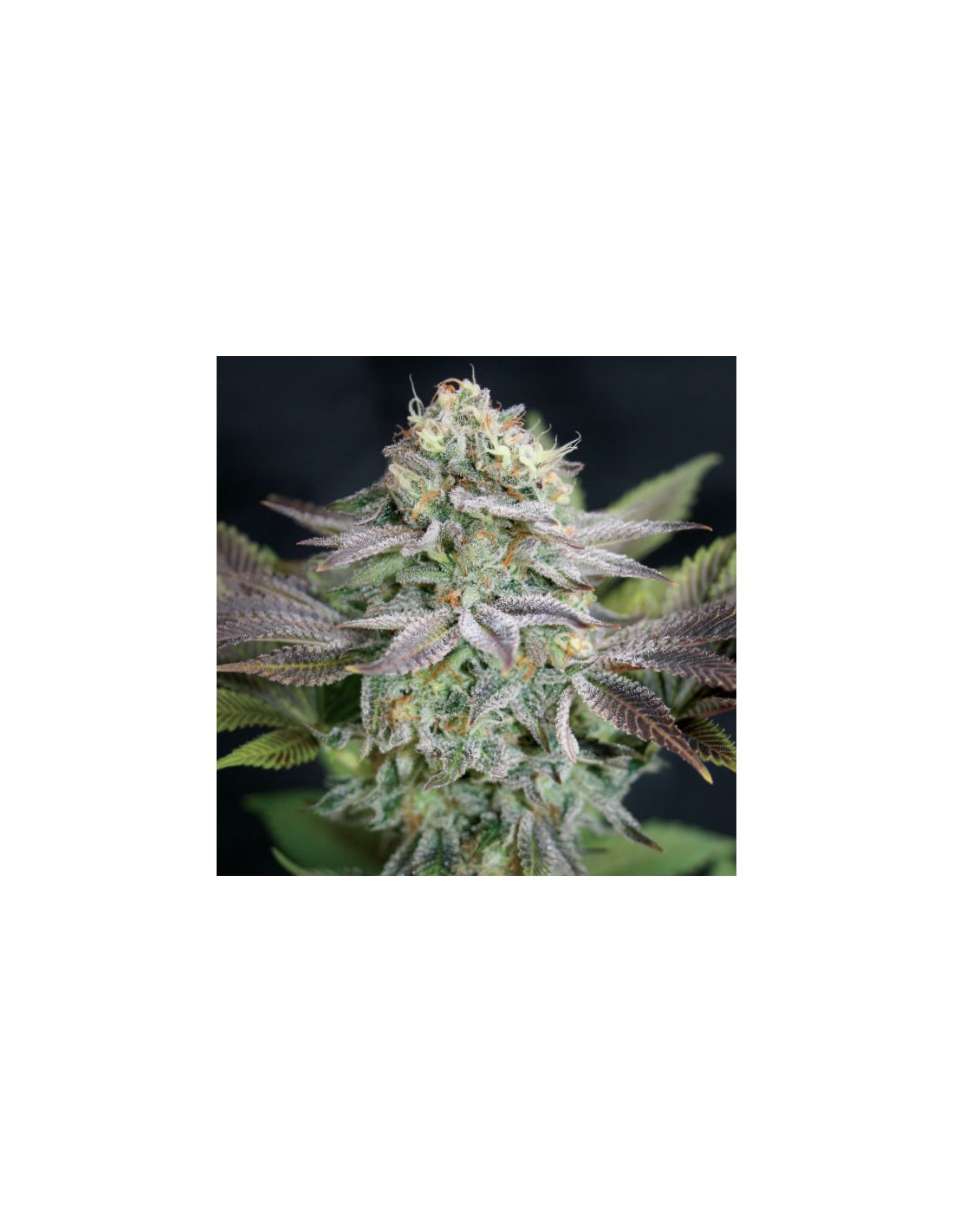 Blue Dream Garden Of Green Feminized Seeds Up To 30 Off