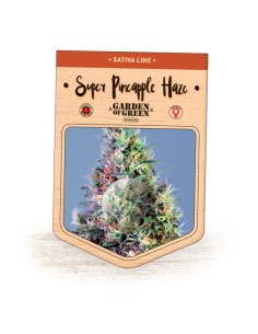 Super Pineapple Haze 2