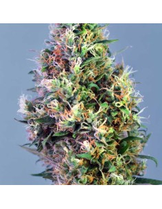 Super Pineapple Haze