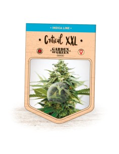 Critical XXL 2