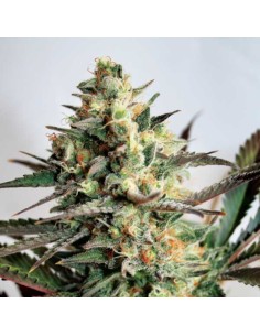 Dresden Green Diamond