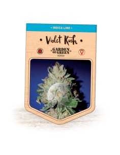 Violet Kush 2