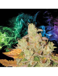 Orange Diesel V3 Haze