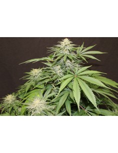 Blue Hawaiian Sativa 2