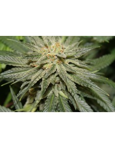 Blue Hawaiian Sativa