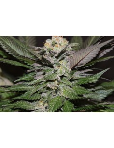 God's White Lightning