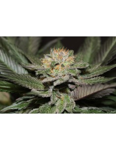 God's White Lightning 2