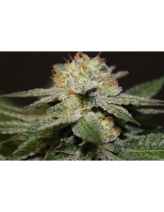 God’s Lemon Skunk 2