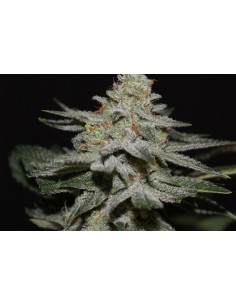 God's Northern Lights