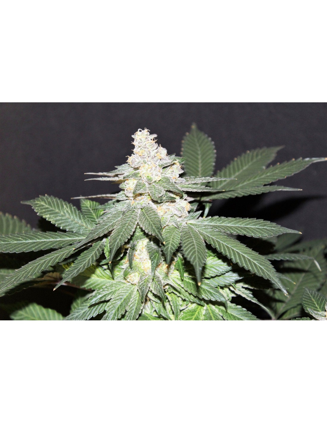 Buy God's Northern Lights from Jordan Of The Islands - Oaseeds