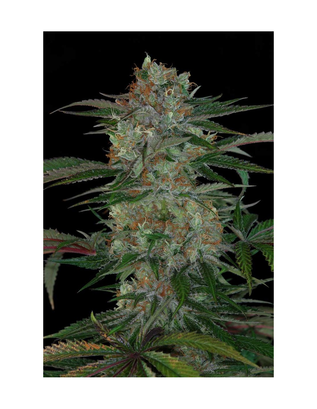 Buy Qush from TGA Subcool Seeds - Oaseeds