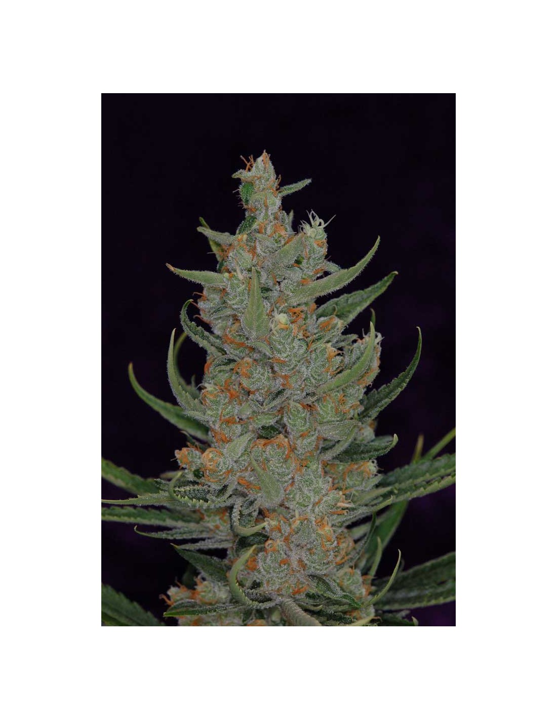 Buy Space Bomb from TGA Subcool Seeds at Oaseeds