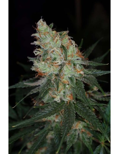 Buy Vortex from TGA Subcool Seeds - Oaseeds