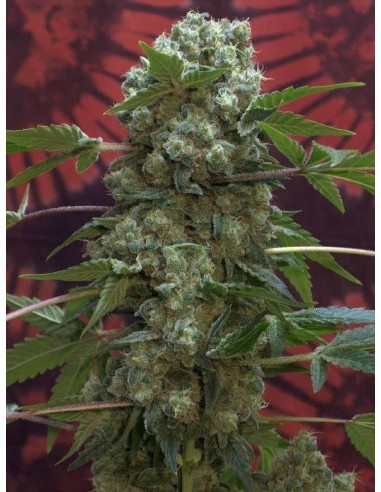 Buy Ak 47 from Serious Seeds - Oaseeds