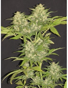 Critical Super Silver Haze 2