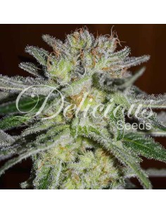 Northern Light Blue 2