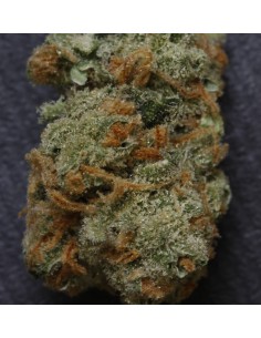 Dawg Star Kush 2
