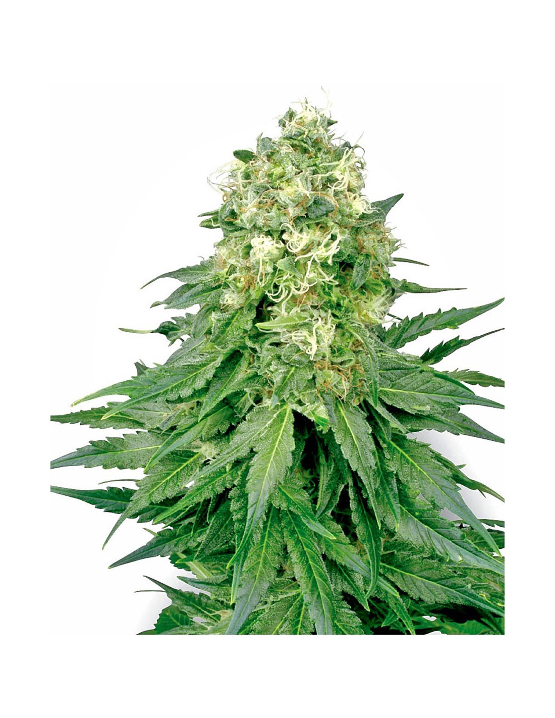 White Widow (White Label Seeds) Regular Cannabis Seeds