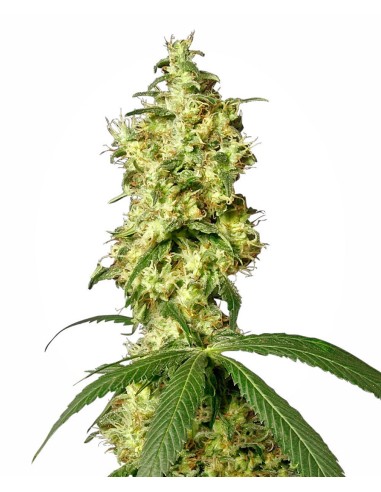 Buy White Widow Automatic from White Label Seeds - Oaseeds