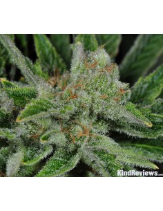 Ghost Train Haze 1 2